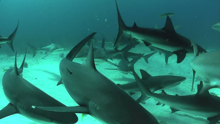Sharks in the Ocean Stock Footage Video (100% Royalty-free) 1648333