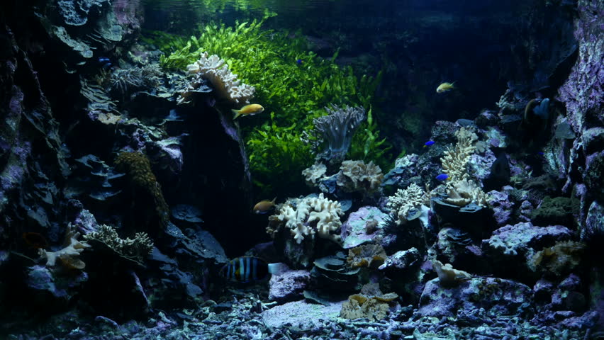 Unduh 470 Koleksi Background Untuk Aquarium HD Gratis