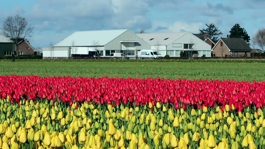 tulips bed farm hd potato blossoms barn background a field of flowering potato plants in front of a scenic bright tulips bed farm hd potato blossoms barn background a field of flowering potato plants in front of a scenic bright