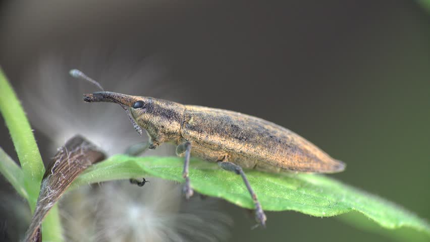 Header of Lixus angustatus