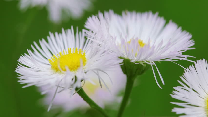 Header of fleabane