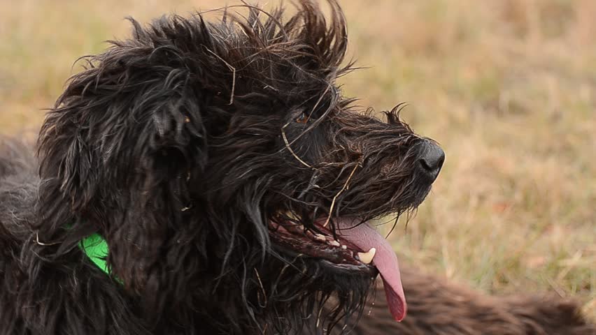 Header of Briard