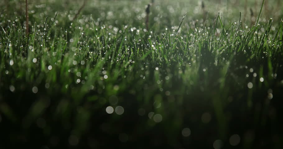 Wet grass