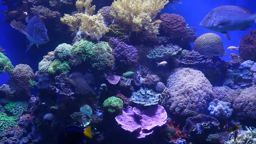 Corals And Exotic Marine Fish. Ocean Life. The Oceanarium. Scene Under ...