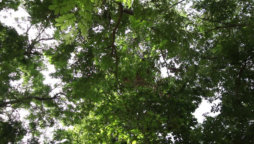 Stock video of tree blowing in the wind | 17072083 | Shutterstock