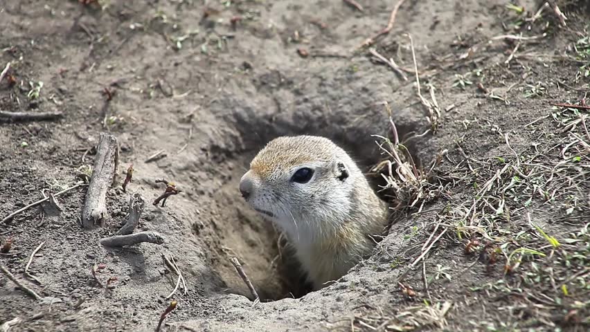 squeaking-definition-meaning