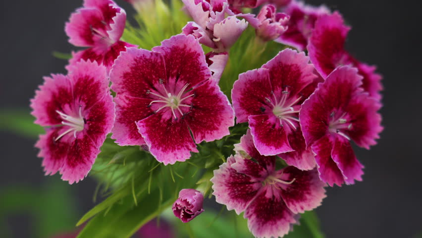 Blooming Carnation Flower Opening Blossom Stock Footage Video 17374837 ...