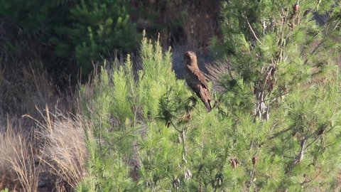 Short toed eagle standing on a branch
Beautiful shot of Short toed eagle standing on a branch
