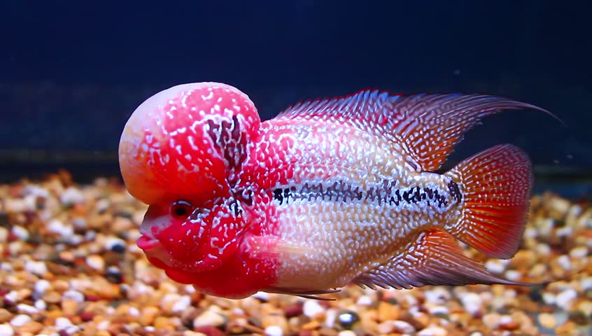 Female Flowerhorn Lay Eggs, Flowerhorn Breeding Pair Stock Footage ...