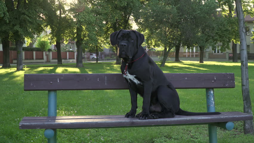 4k00 16a Dog Cane Corso 9m Old Sitting On A Park Bench In The