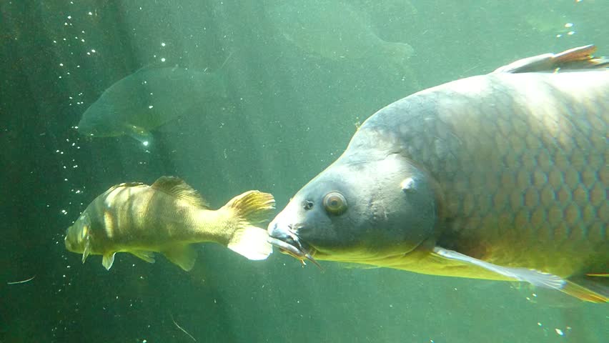 Big Carp And Common Bream Close Up. Underwater Shot In Lake. Diving In ...