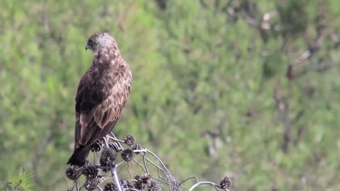 Short toed eagle standing on a branch
Beautiful shot of Short toed eagle standing on a branch