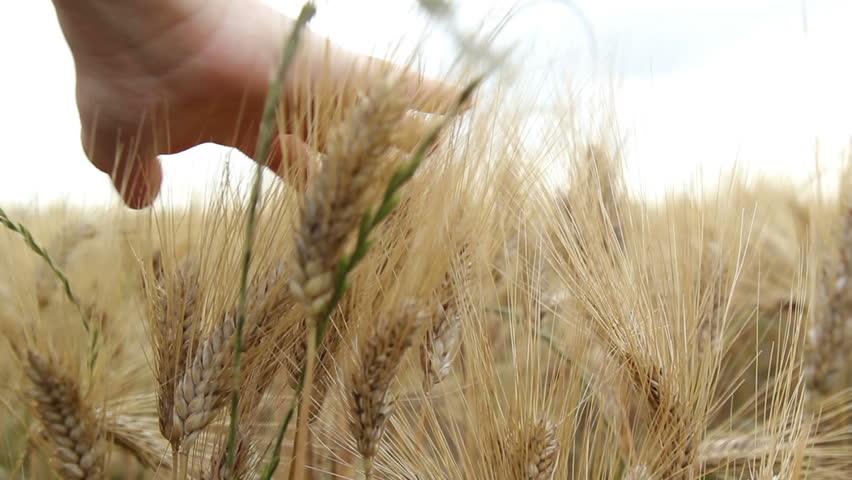 Header of sheaf