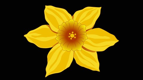 Flower Yellow Narcissus View Flower Top Stock Footage Video (100%  Royalty-free) 17924983 | Shutterstock