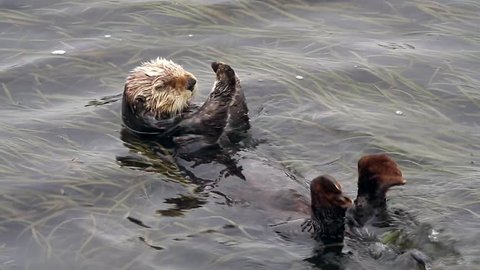An Endangered Sea Otter sleeps (and defecates) in the kelp of the Pacific Ocean (California).