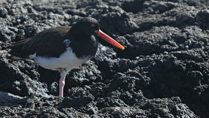 Header of American oystercatcher