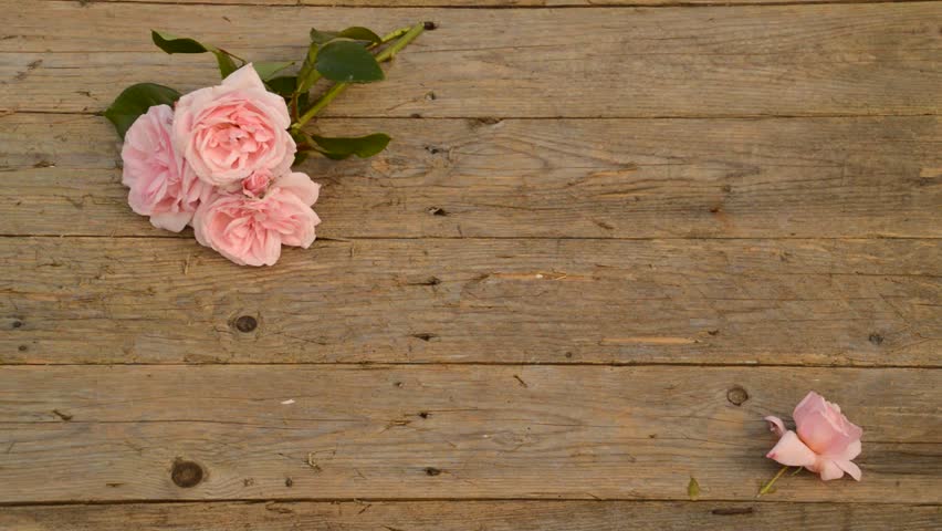 Download Stock Video Clip of Pink roses on rustic wooden background ...