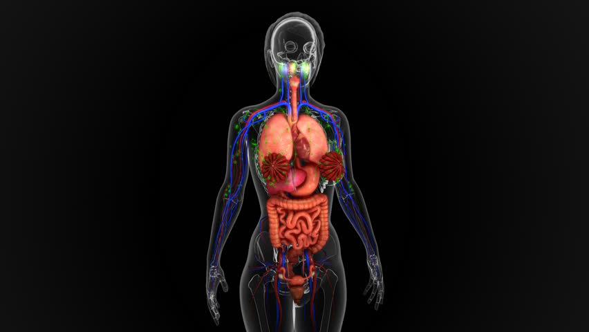 Fetch Inside Human Anatomy Free Images - Www