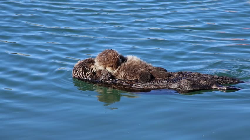 Free Sea Otter Stock Video Footage 261 Free Downloads