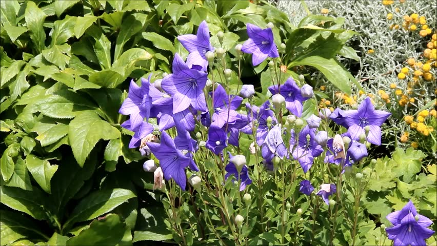 Header of Bellflower