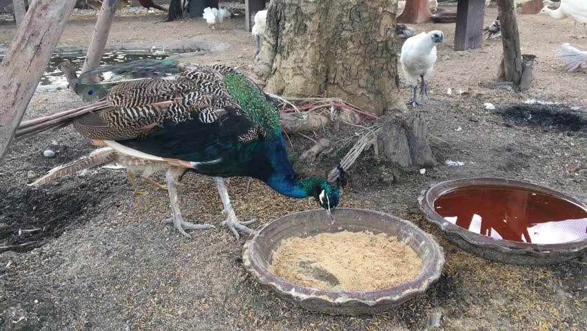 peacock eating food video