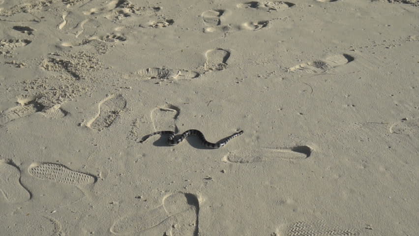 Header of Laticauda colubrina