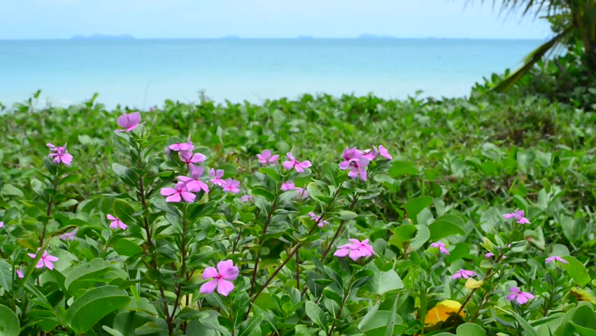 Header of vinca