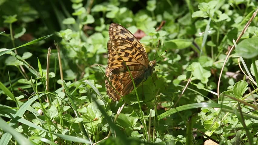 Header of melitaea