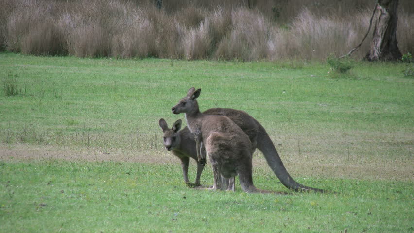 Large Male Kangaroo Lying Down, Relaxes On Grass, Western Australia ...