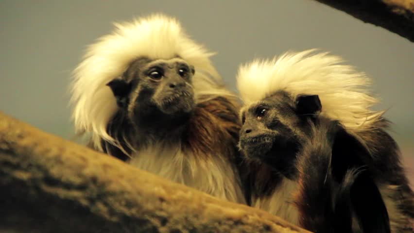 A Monkey with Crazy Hair Stock Footage Video (100% Royalty-free