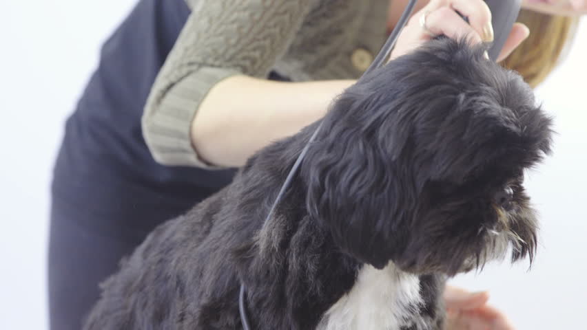 Calm Black Puppy At Dog Stockvideos Filmmaterial 100