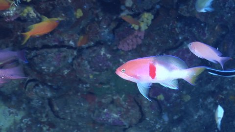 redbar anthias swimming pseudanthias