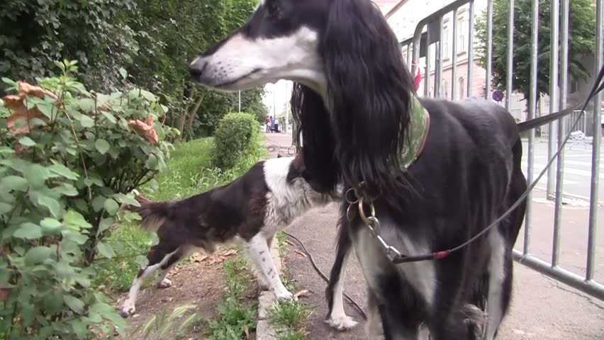 Header of Saluki