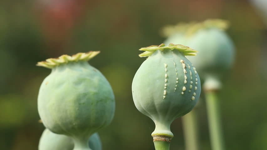 Papaver Poppy Seed Pod Close Stock Footage Video 100