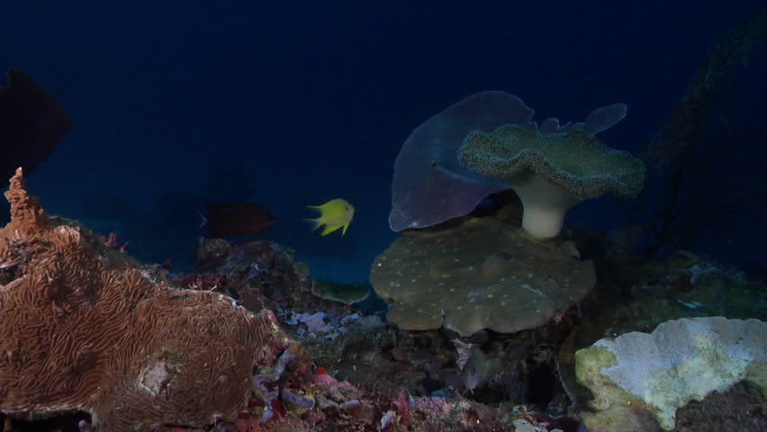 Header of Amblyglyphidodon leucogaster