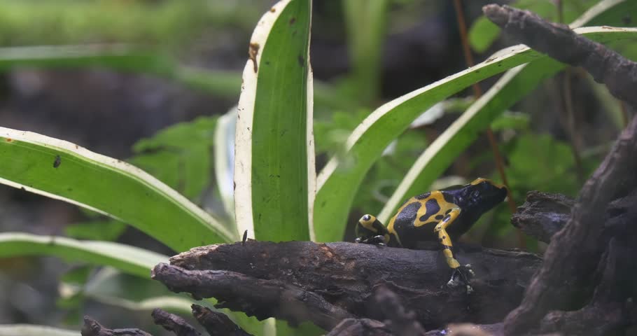 Yellow Banded Poison Dart Frog Sitting Stock Footage Video 100