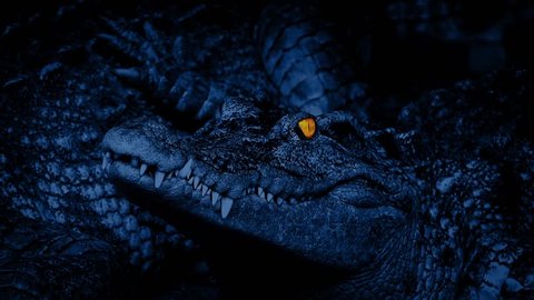 Crocodile With Eyes Glowing Stock Footage Video 100 Royalty Free 19551583 Shutterstock - i am a glowing crocodile roblox youtube