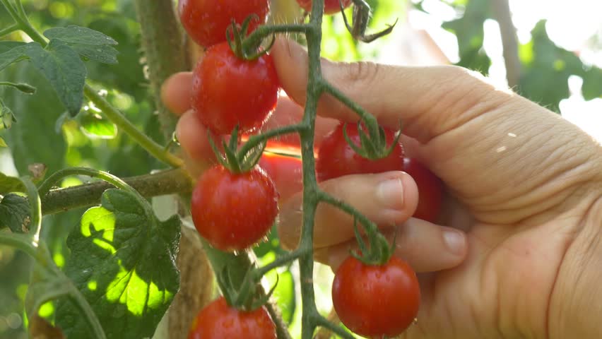Female Gardener Picking Ripe Plum Tomato In Vegetable ...