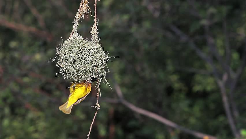 weaverbird grasshopper download weaverbird grasshopper download