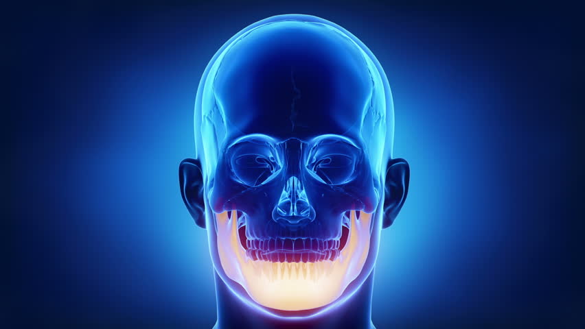Header of mandible
