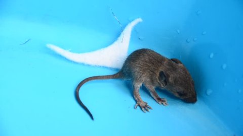 Baby Rat Mouse Plastic Case Stock Footage Video 100 Royalty Free Shutterstock