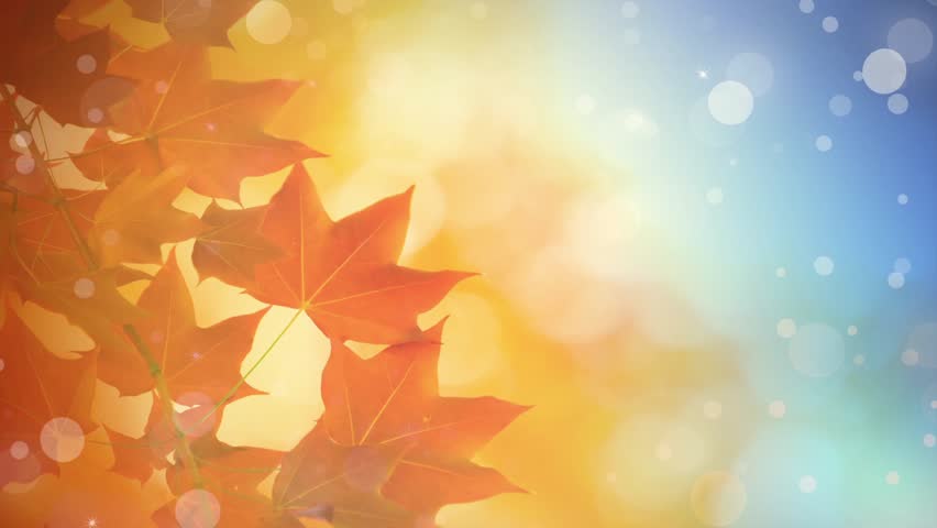 Happy Thanksgiving - Background Loop Stock Footage Video ...
