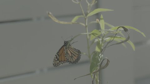 Backyard Science Lesson Stock Video Footage 4k And Hd Video