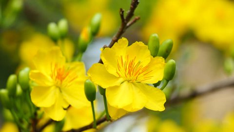 Ochna integerrima là loài hoa đẹp và thơm ngát mang lại may mắn và sự sung túc cho người trồng trọt. Hãy cùng thưởng thức hình ảnh của Ochna integerrima và bắt đầu ngày mới với niềm tin và hy vọng.