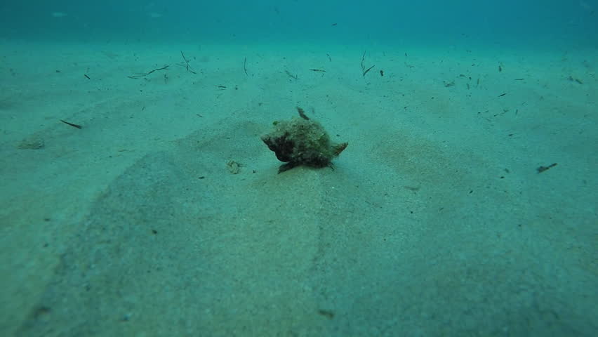 Header of mollusc