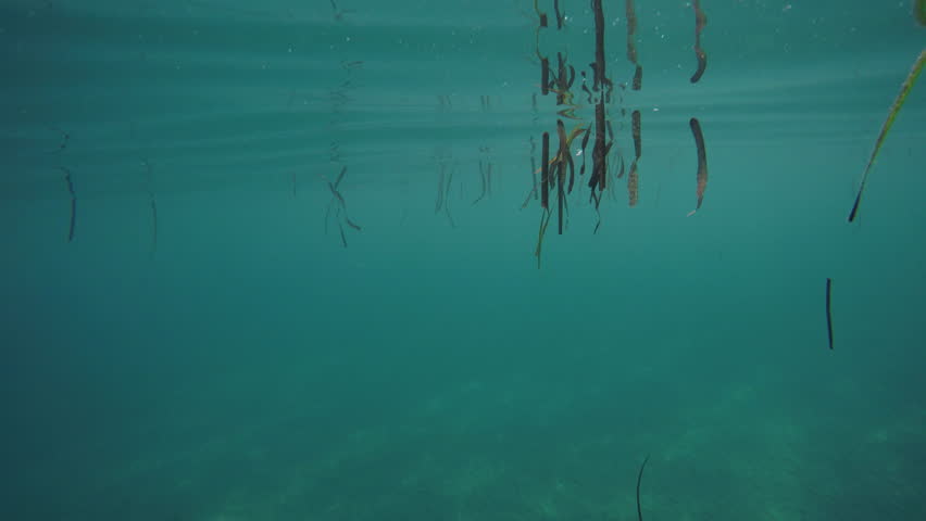 Olympic Swimming Pool Underwater empty olympic swimming pool underwater with horizontal swimming Olympic Swimming Pool Underwater empty olympic swimming pool underwater with horizontal swimming