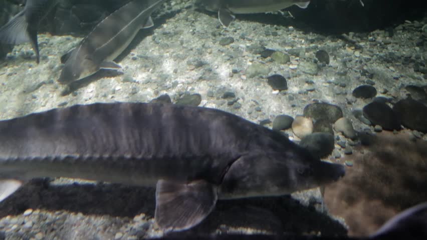 Header of Acipenseridae