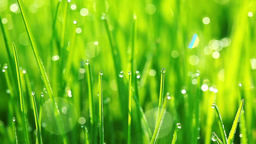 Grass With Dew Drops. Blurred Grass Background With Water Drops Closeup ...