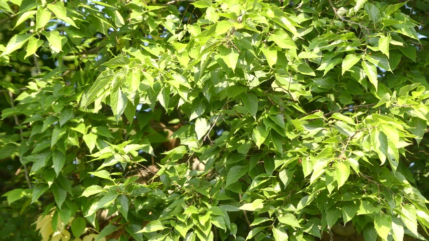 Header of American Hackberry