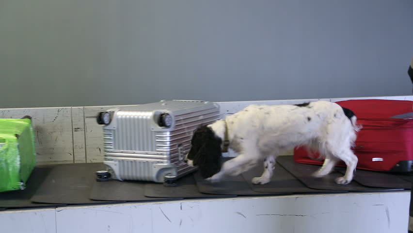 dog conveyor belt